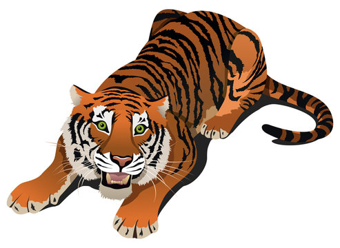 Roaring angry tiger, vector illustration