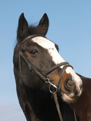 Horse In Bridle Head Shot