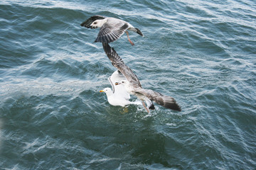 Seagulls on lake Sevan