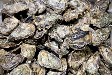Fototapeta na wymiar Oysters