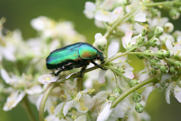 Beetle On Flower