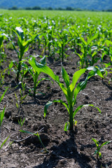 Field corn in the factory