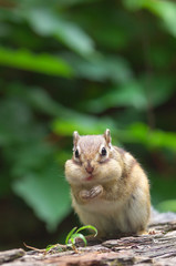 頬張るシマリス