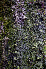 green wall
