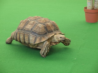 Riesenschildkröte