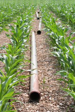 tubi per l'irrigazione in campo di mais