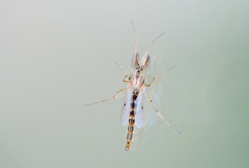 Male mosquito (Culex sp.)