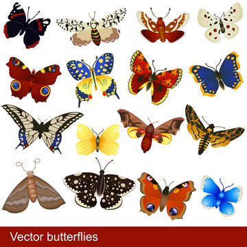 Butterflies vector