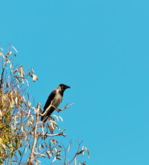 grey crow