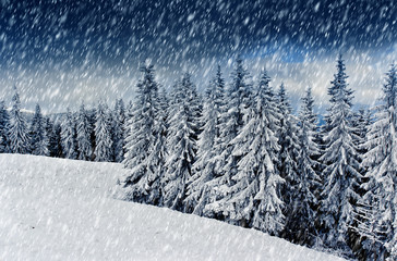 Obraz premium winter trees