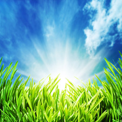Abstract natural backgrounds with green grass unfer the blue ski