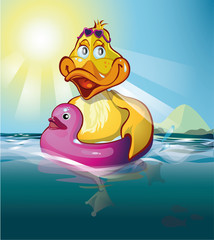 duck swims