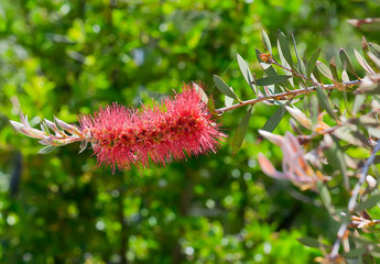 Callistemon Citrinus