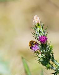 bee on dandelion