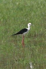 Échasse blanche (Himantopus himantopus)