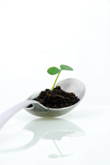 Pflänzchen wächst auf Löffel