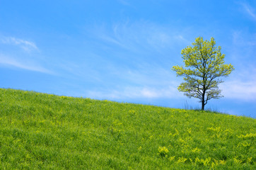 緑の丘と1本の木