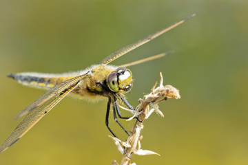Libelle 3