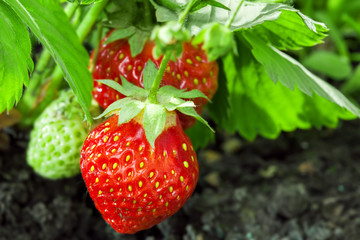 Strawberry plant, two berries outdoor shot