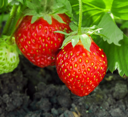 Strawberry plant, two berries outdoor shot