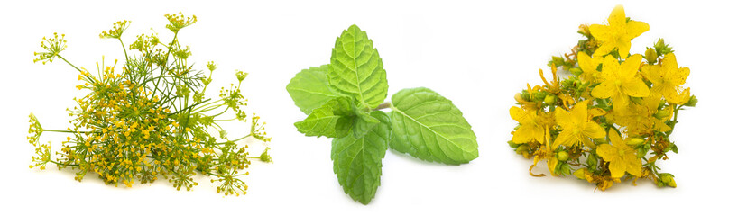 fennel, mint and St. John's wort isolated on the white