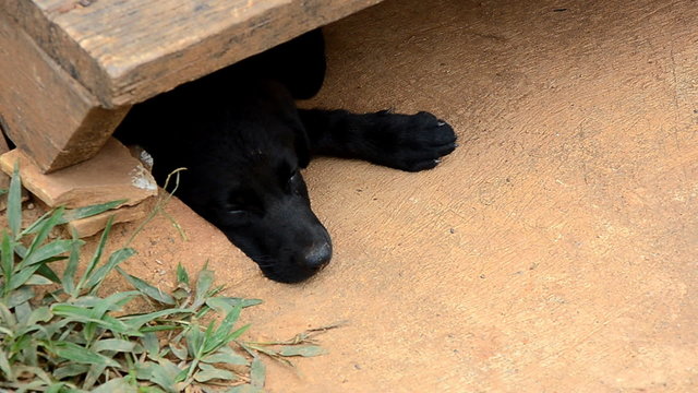 young black dog open eyes under wood ladder