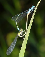 couple damselflies copulate on grass