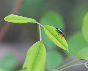 Жук Листоед гречишный  (Gastrophysa polygoni)