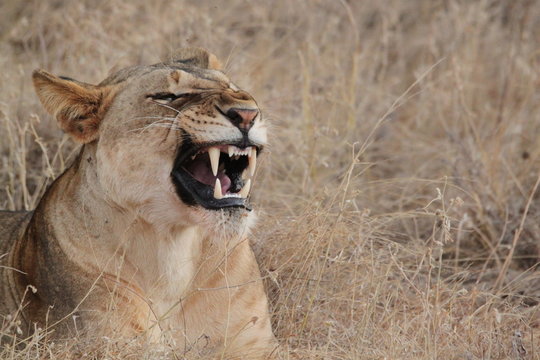 lionnes