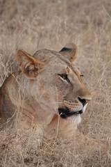 lionnes