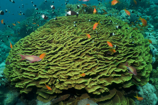 Leafy cup coral (Turbinaria reniformis)