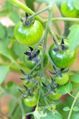 フルーツトマト