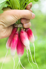 Radish
