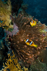 Magnificent red anemone with anemonefish