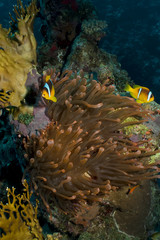 Fototapeta na wymiar Red Sea Anemonefish (amphiprion bicinctus)