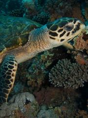 Obraz premium Hawksbill Turtle (Eretmochelys imbricata)
