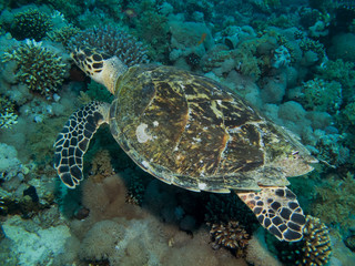 Hawksbill Turtle	(Eretmochelys imbricata)