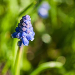 Grape Hyacinth