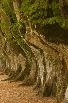 Avenue of trees at Noirlac abbey