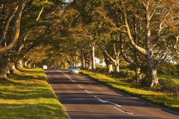 Kingston Lacy beech avenue in Dorset