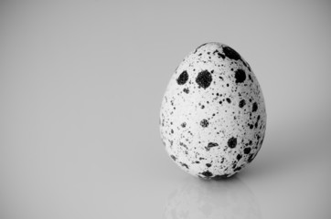 Quail Egg with Dark Copy Space