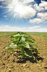 sunflower seedlings