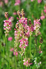 Obraz premium Saat-Esparsette (Onobrychis viciifolia)