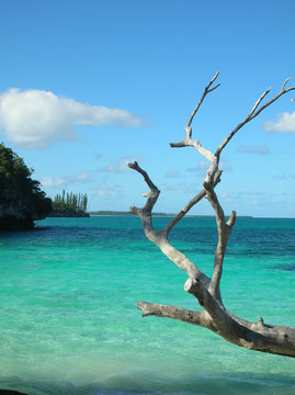 arbre + baie - &Icirc;le des Pins