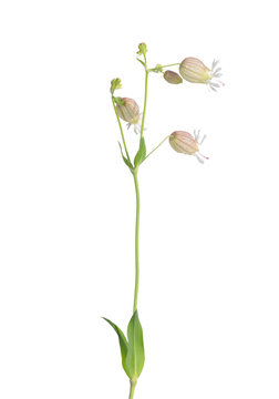 Taubenkropf-Leimkraut (Silene vulgaris)