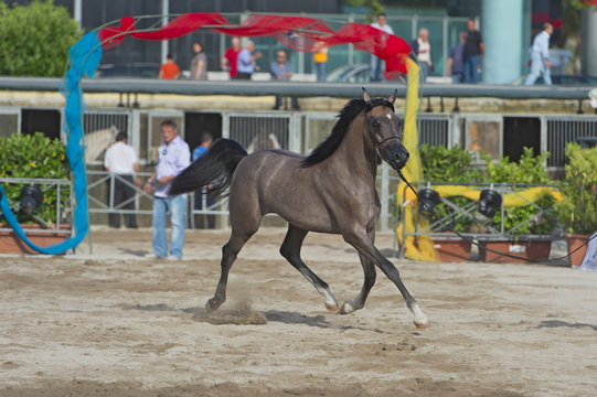 spettacolo di cavalli arabi a Salerno