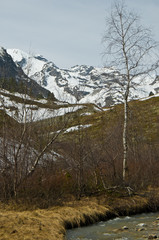 пейзаж с березой