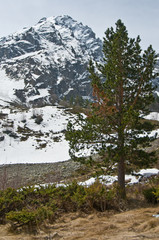 пейзаж с сосной © Vadim Turkin