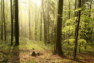 Foto op Plexiglas Beukenbos in een natuurgebied in de lenteochtend © Aniszewski