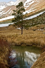 пейзаж с сосной